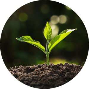 کود سولفات آهن به رشد گیاهان کمک می کند