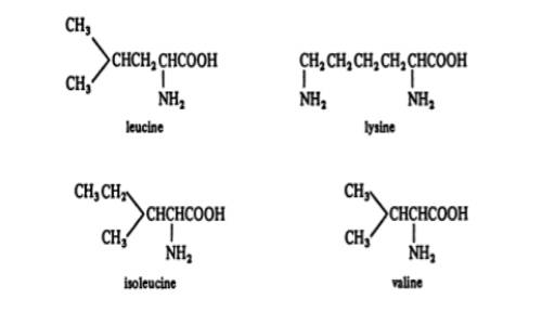 ساختار شیمیایی آمینو اسید ها