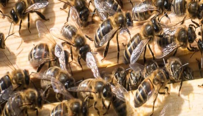 اسید اگزالیک در زنبورداری و کنترل کنه واروآ
