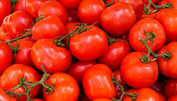 جدول-تغذیه-باغات-گوجه فرنگی